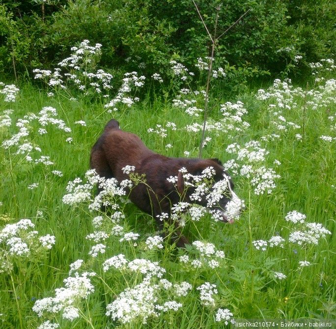 День собак! Поздравляю — Болталка и разговоры обо всем: жизнь