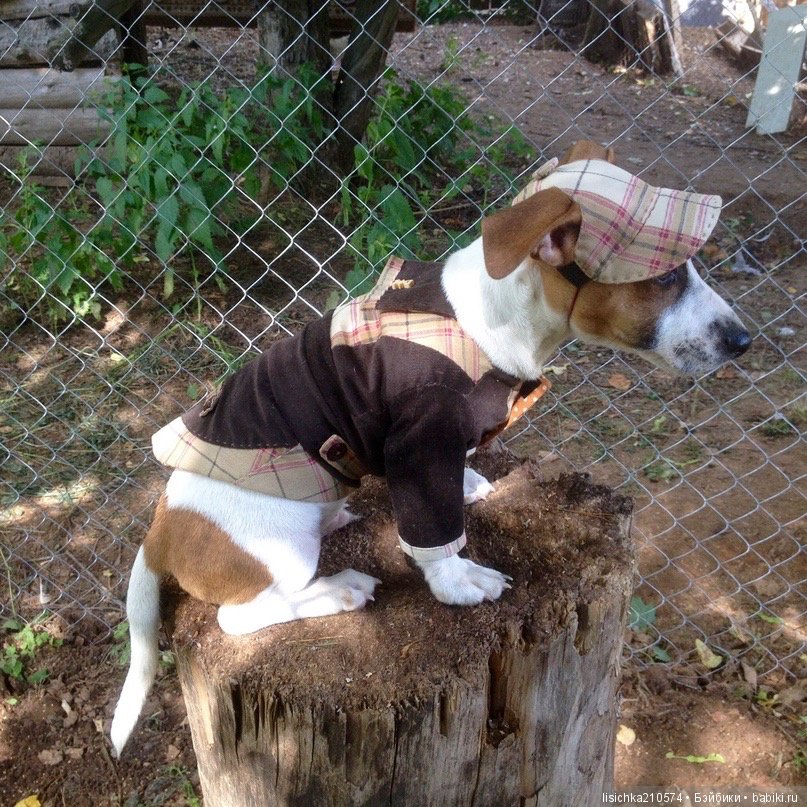 День собак! Поздравляю — Болталка и разговоры обо всем: жизнь