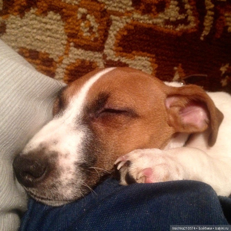 День собак! Поздравляю — Болталка и разговоры обо всем: жизнь