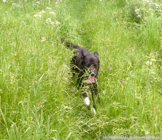 День собак! Поздравляю — Болталка и разговоры обо всем: жизнь