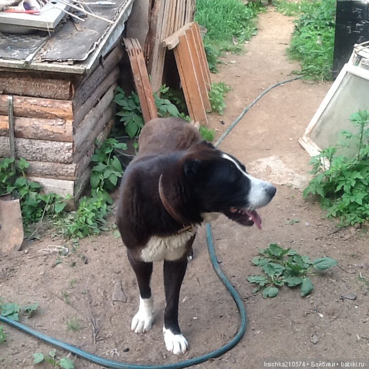 День собак! Поздравляю — Болталка и разговоры обо всем: жизнь