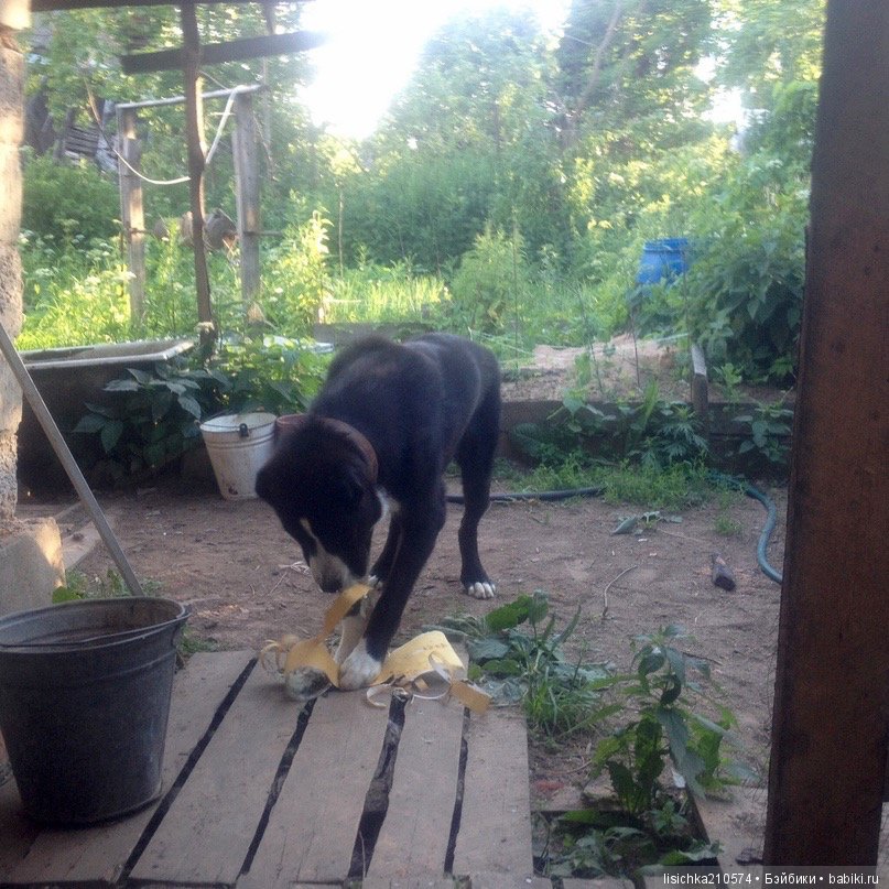 День собак! Поздравляю — Болталка и разговоры обо всем: жизнь