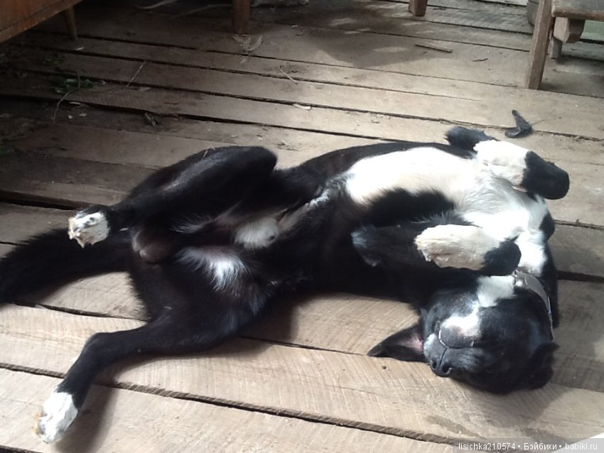 День собак! Поздравляю — Болталка и разговоры обо всем: жизнь (фото 8)