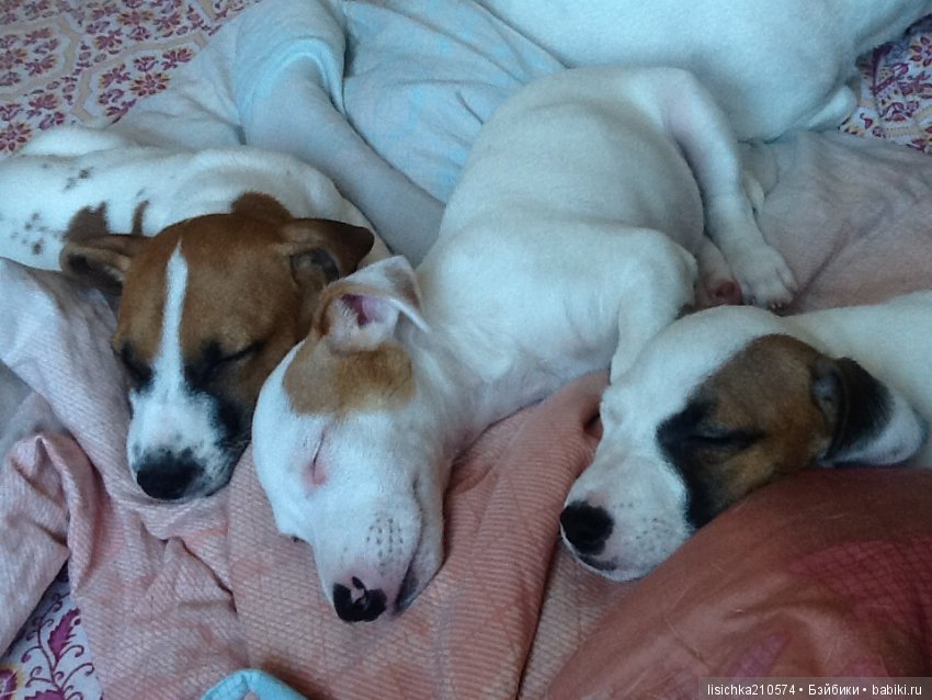 День собак! Поздравляю — Болталка и разговоры обо всем: жизнь (фото 7)