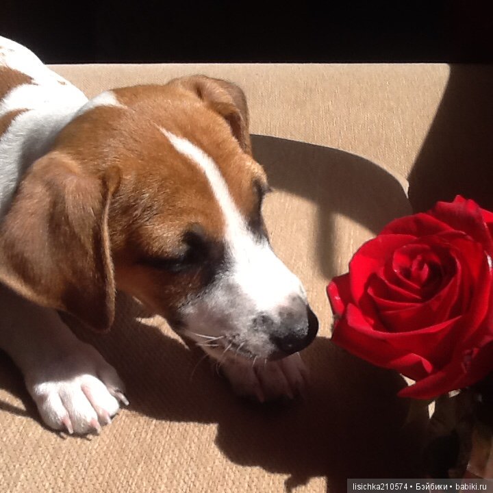 День собак! Поздравляю — Болталка и разговоры обо всем: жизнь (фото 3)