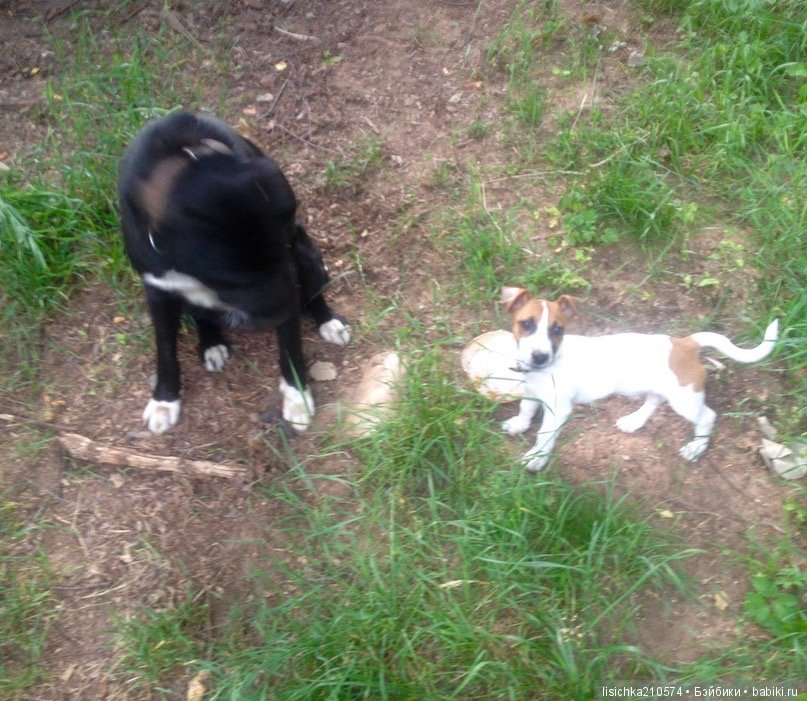 День собак! Поздравляю — Болталка и разговоры обо всем: жизнь