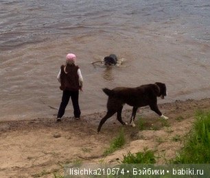 День собак! Поздравляю — Болталка и разговоры обо всем: жизнь