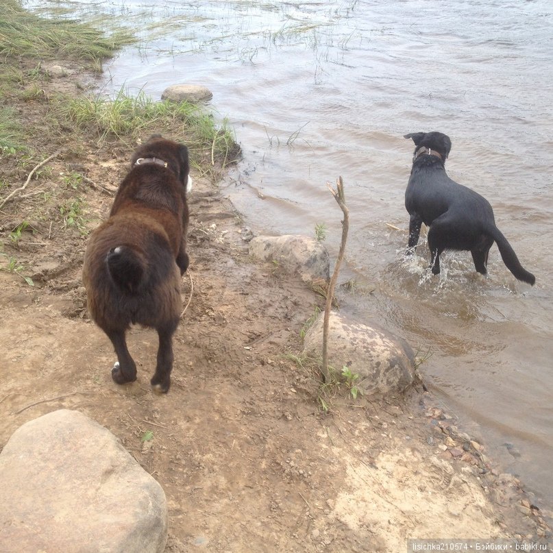 День собак! Поздравляю — Болталка и разговоры обо всем: жизнь
