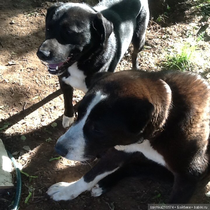 День собак! Поздравляю — Болталка и разговоры обо всем: жизнь
