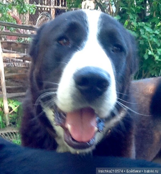 День собак! Поздравляю — Болталка и разговоры обо всем: жизнь