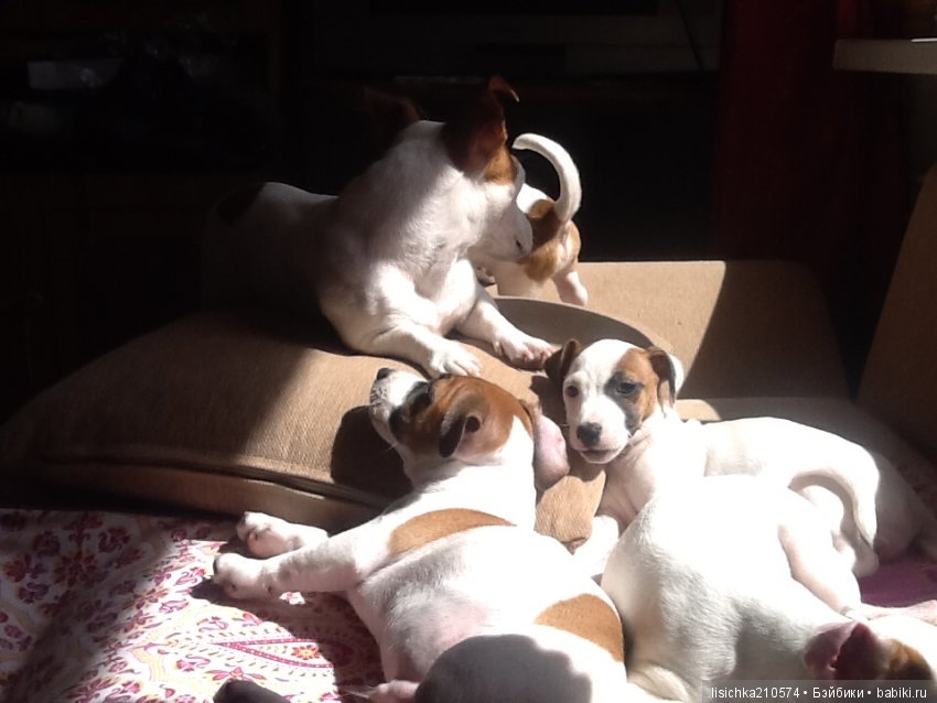 День собак! Поздравляю — Болталка и разговоры обо всем: жизнь (фото 2)