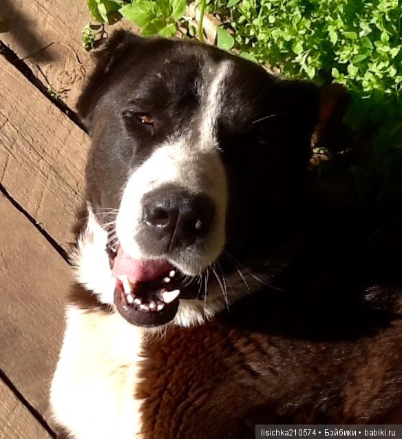 День собак! Поздравляю — Болталка и разговоры обо всем: жизнь (фото 10)