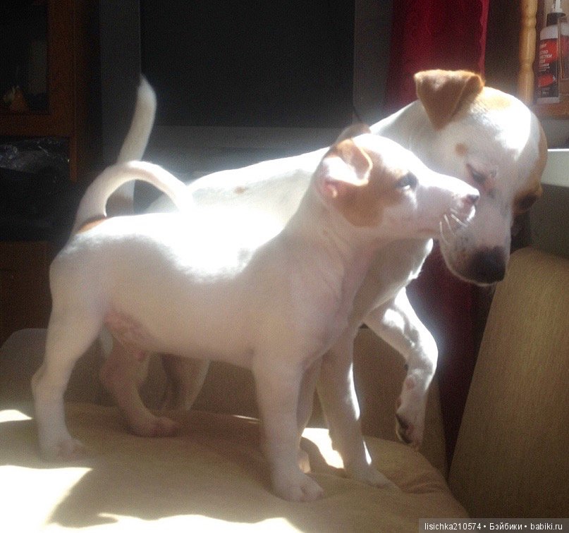 День собак! Поздравляю — Болталка и разговоры обо всем: жизнь (фото 6)