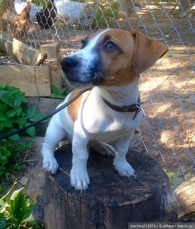 День собак! Поздравляю — Болталка и разговоры обо всем: жизнь