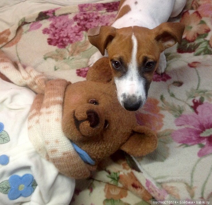 День собак! Поздравляю — Болталка и разговоры обо всем: жизнь