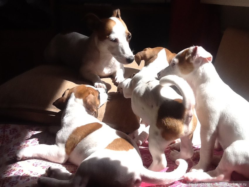 День собак! Поздравляю — Болталка и разговоры обо всем: жизнь