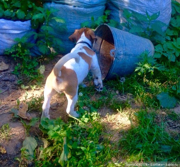 День собак! Поздравляю — Болталка и разговоры обо всем: жизнь
