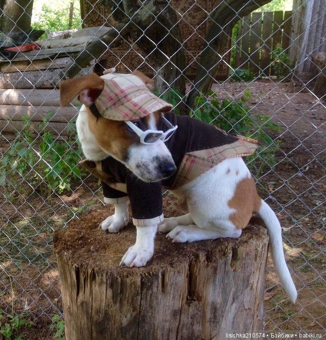 День собак! Поздравляю — Болталка и разговоры обо всем: жизнь