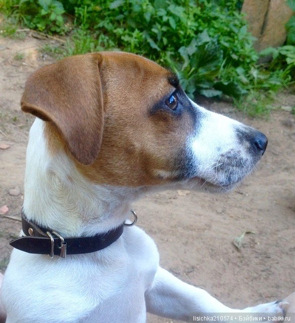 День собак! Поздравляю — Болталка и разговоры обо всем: жизнь