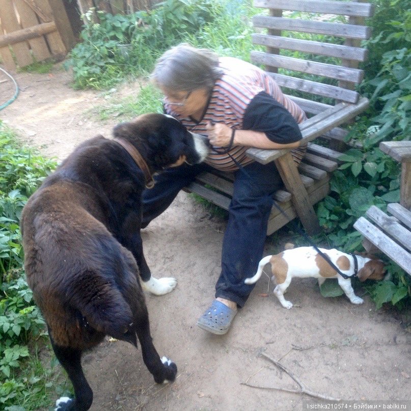 День собак! Поздравляю — Болталка и разговоры обо всем: жизнь