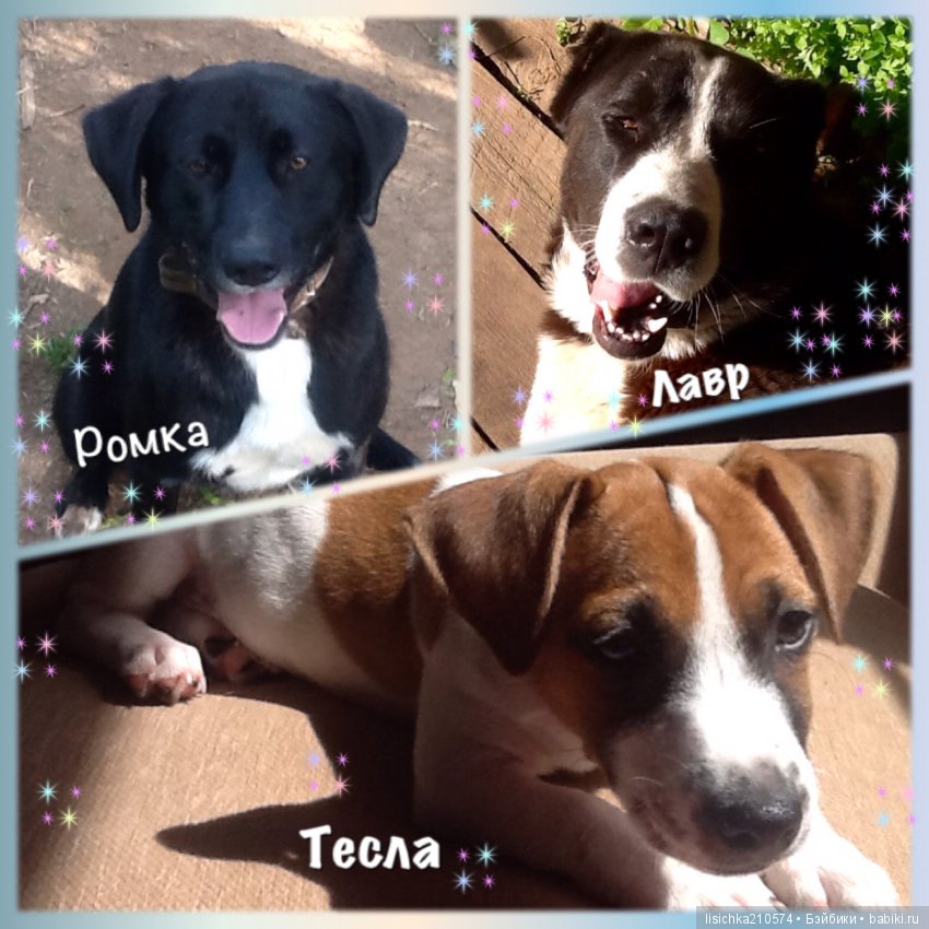 День собак! Поздравляю — Болталка и разговоры обо всем: жизнь