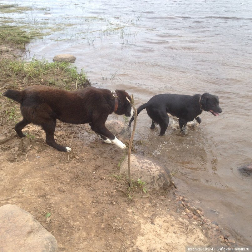 День собак! Поздравляю — Болталка и разговоры обо всем: жизнь