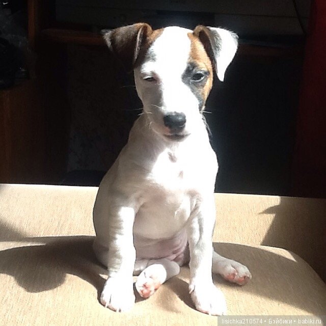 День собак! Поздравляю — Болталка и разговоры обо всем: жизнь (фото 9)