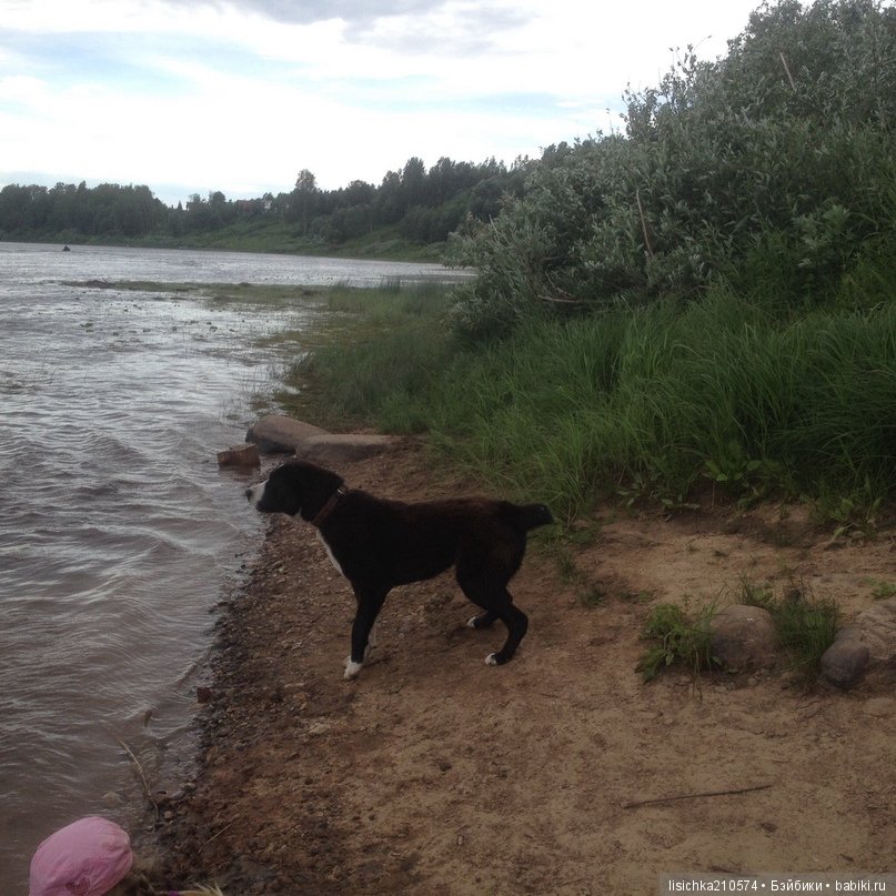 День собак! Поздравляю — Болталка и разговоры обо всем: жизнь