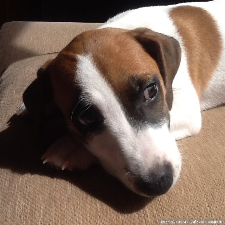 День собак! Поздравляю — Болталка и разговоры обо всем: жизнь (фото 5)