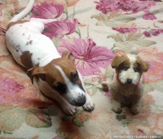 День собак! Поздравляю — Болталка и разговоры обо всем: жизнь