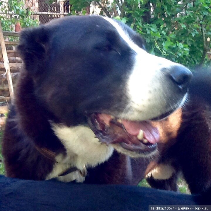 День собак! Поздравляю — Болталка и разговоры обо всем: жизнь