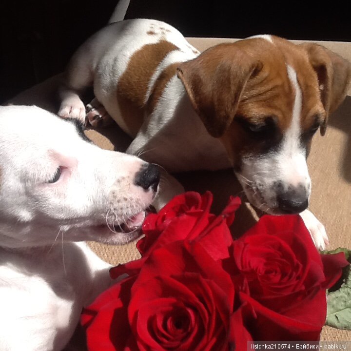 День собак! Поздравляю — Болталка и разговоры обо всем: жизнь (фото 4)