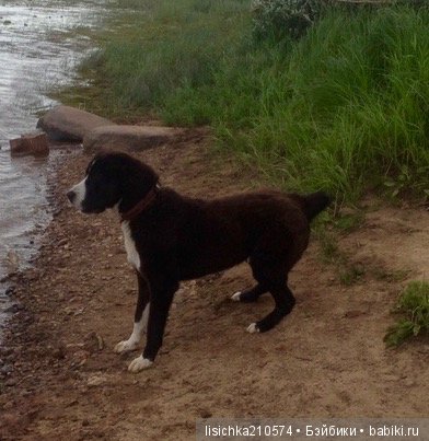 День собак! Поздравляю — Болталка и разговоры обо всем: жизнь