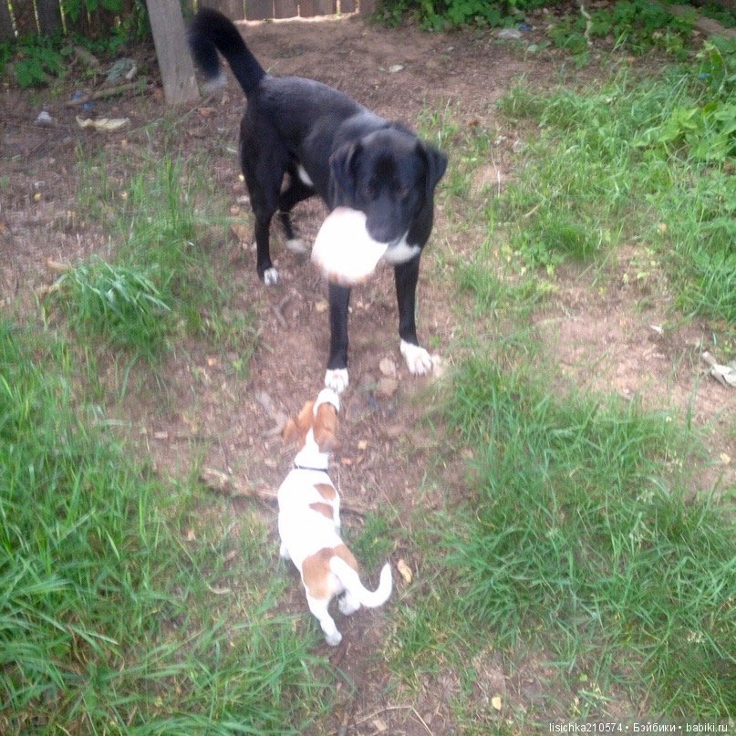 День собак! Поздравляю — Болталка и разговоры обо всем: жизнь