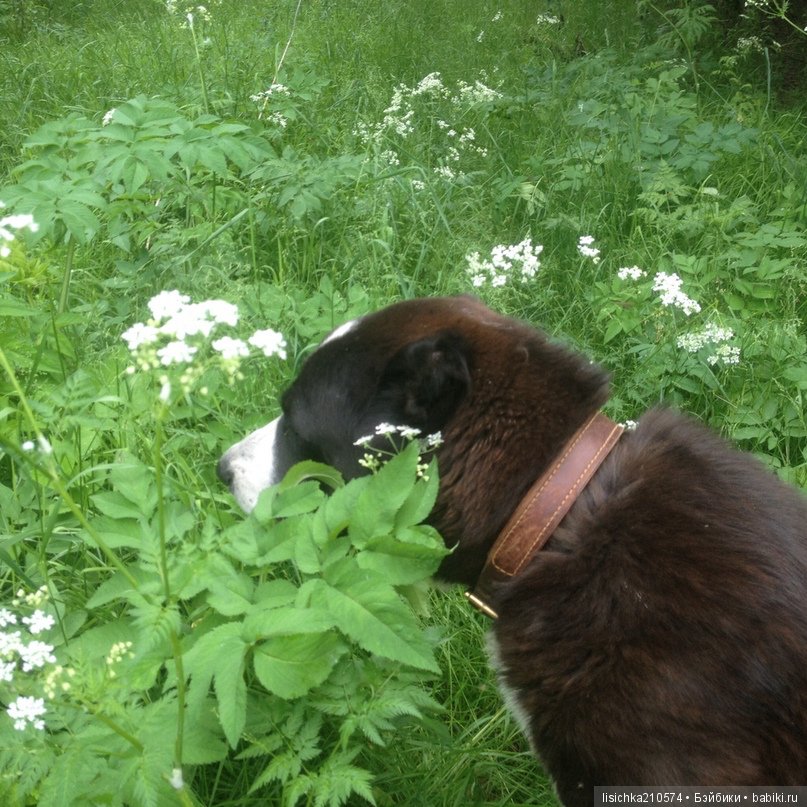 День собак! Поздравляю — Болталка и разговоры обо всем: жизнь