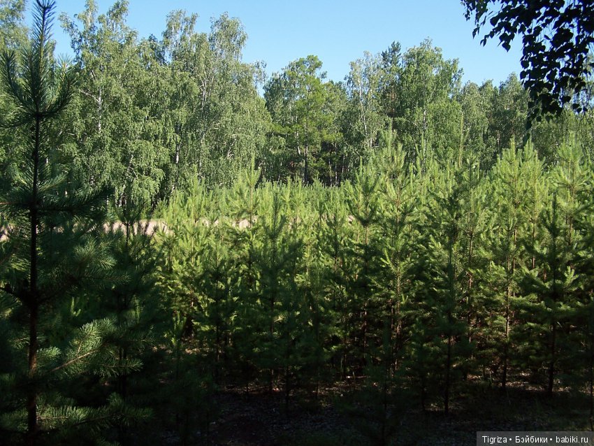 Медвежий корпоратив — Авторские мишки Тедди и друзья: фото (фото 9)