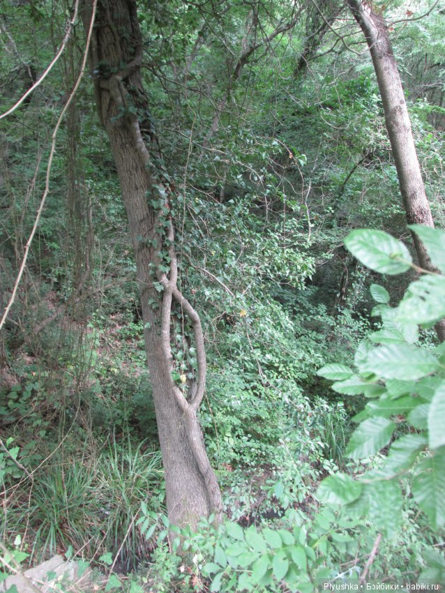 Лиэнночки на юге. Часть вторая. Девочки идут в горы (фото 5)