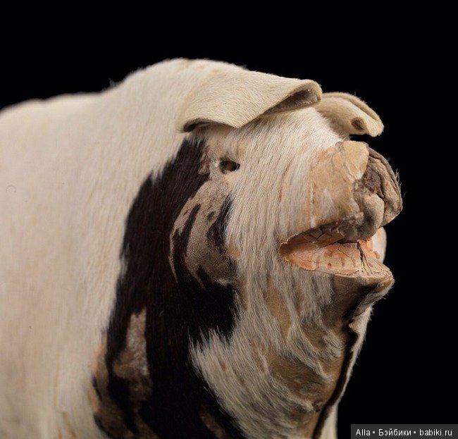 Свинка с Титаника — Всё об антикварных куклах: история (фото 5)