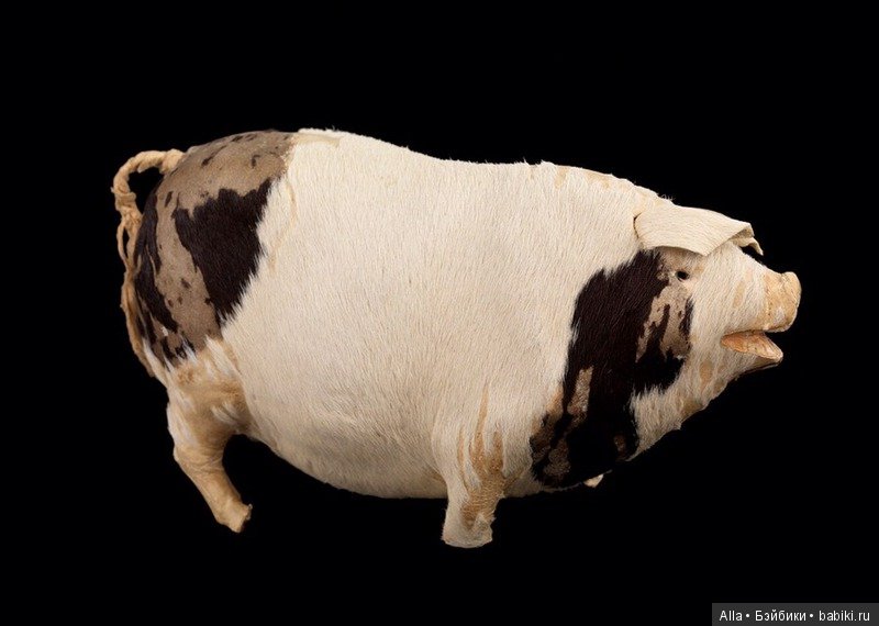 Свинка с Титаника — Всё об антикварных куклах: история (фото 2)