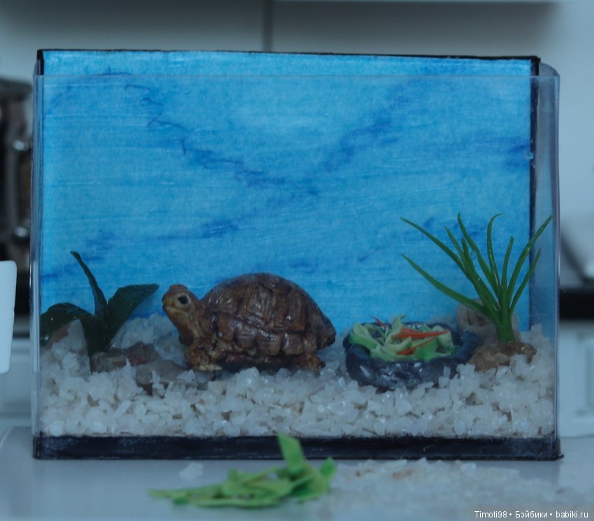 Шуша - крошечная домашняя черепашка (фото 7)