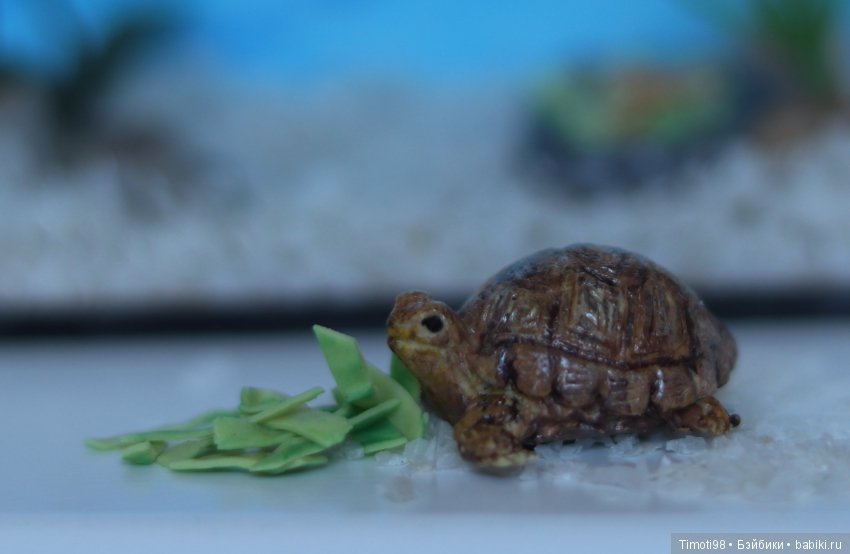 Шуша - крошечная домашняя черепашка (фото 3)