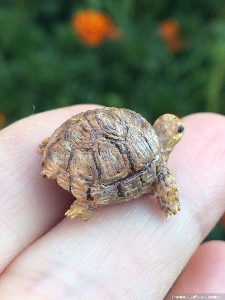 Шуша - крошечная домашняя черепашка (фото 10)
