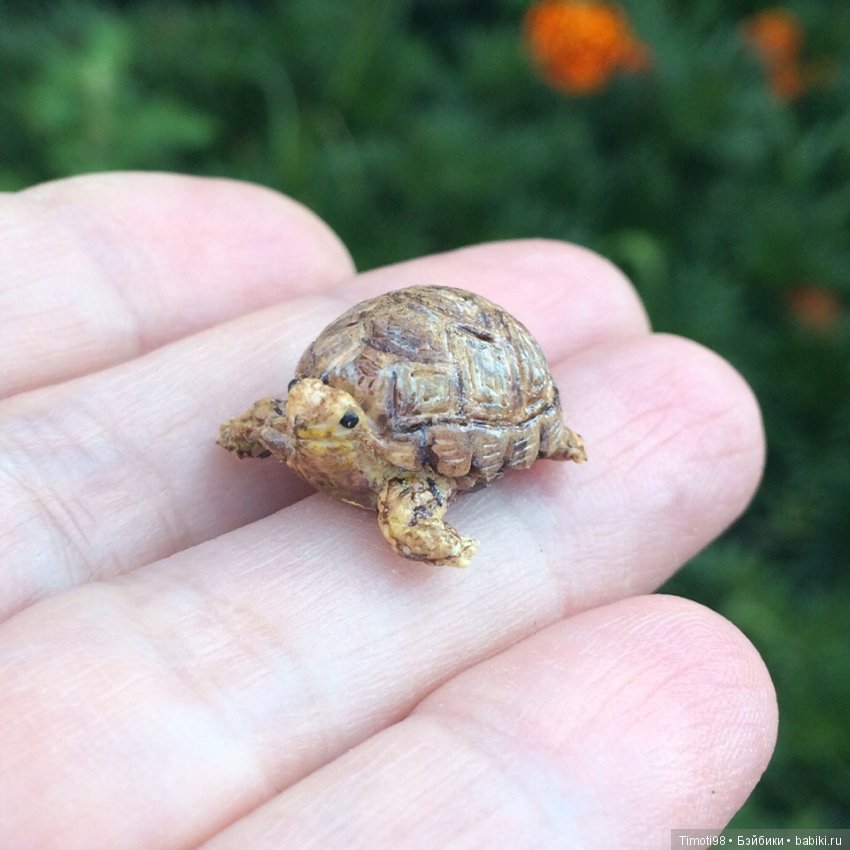 Шуша - крошечная домашняя черепашка (фото 9)