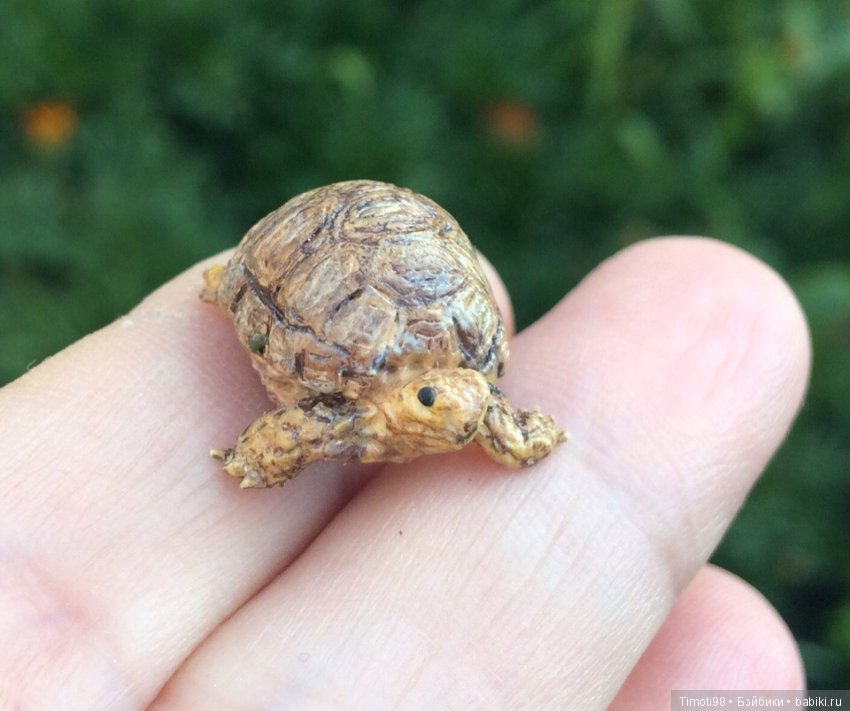 Шуша - крошечная домашняя черепашка (фото 8)