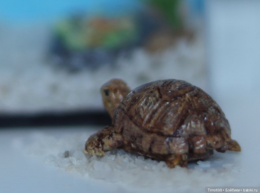 Шуша - крошечная домашняя черепашка (фото 5)