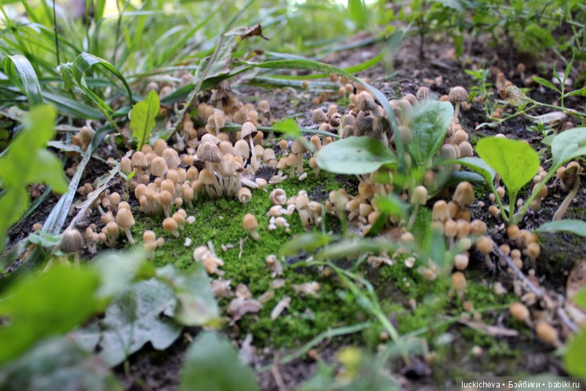 Царство грибов, мхов и лишайников - прямо в нашем дворе (фото 5)