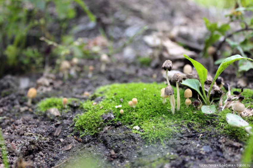 Царство грибов, мхов и лишайников - прямо в нашем дворе (фото 7)