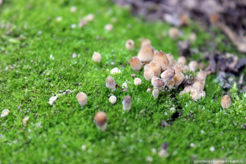 Царство грибов, мхов и лишайников - прямо в нашем дворе (фото 2)