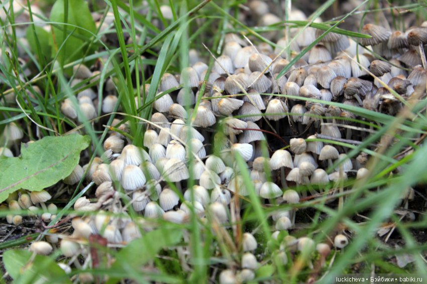 Царство грибов, мхов и лишайников - прямо в нашем дворе (фото 10)