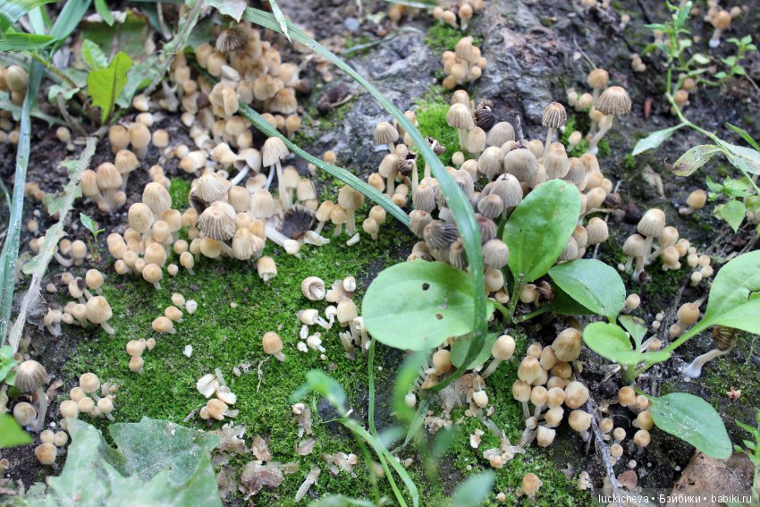 Царство грибов, мхов и лишайников - прямо в нашем дворе (фото 4)